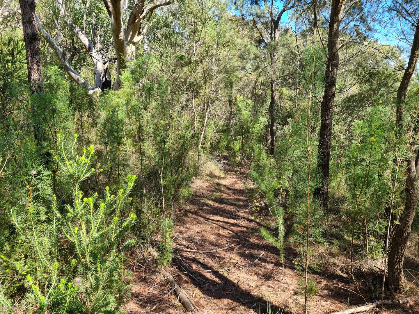 Hungary Track Kuringgai Chase National Park BeyondTracks